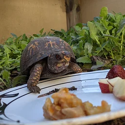 Critter Dinner