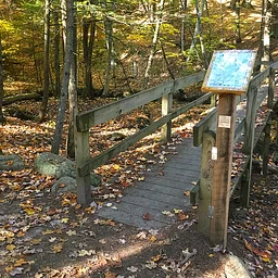 Women’s Walk