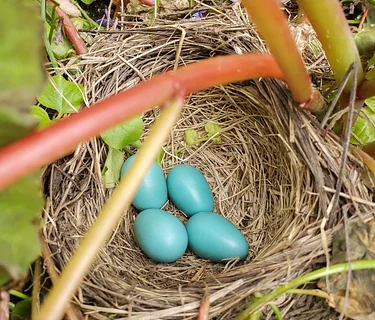 Nest Fest: Egg Scavenger Hunt