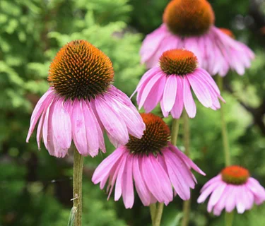 Rooted In Place: How Native Plants Shape Our Homes, History, and Environment