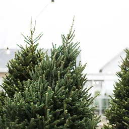 TREE + WREATH SALES