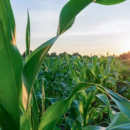 End of Crop Insurance Period for Fall Crops (loss reporting deadline)