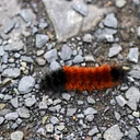 Bug Buddies: Ice-Cold Insects
