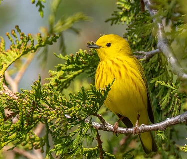 Lilacs and Warblers Birding Adventure