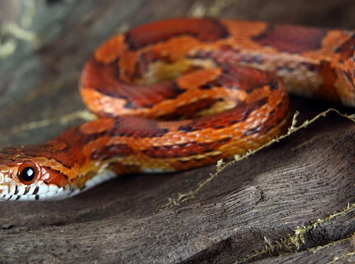 Nature at Night: Reptiles