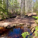 Autumn Magic in the Maine Woods