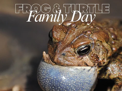 Frog & Turtle Family Day