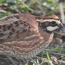 Birds of the Prairie Pop-Up