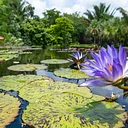Walk Among the Waterlilies