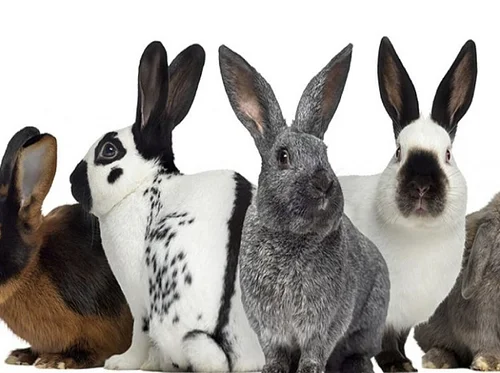 Carroll County Rabbit & Cavy Breeders Association – Nov. 15th
