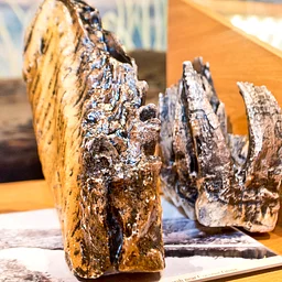 Midweek at the Museum Of Miami: Free After-School Wednesdays!