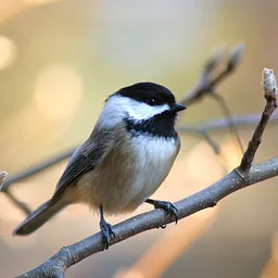Science of the South Shore: Birding Basics (Plymouth)