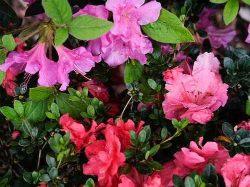 Spring Bloom Garden Tea Party with Classern Quartet