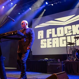 A Flock of Seagulls