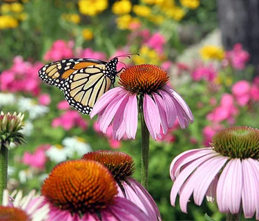Summer Wildflowers of the NC Arboretum