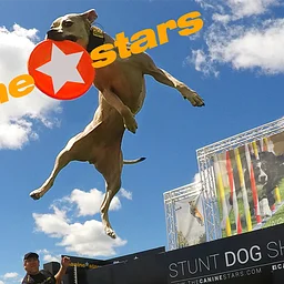 The Canine Stars Stunt Dog Show