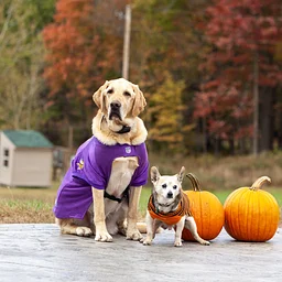 Bark in The Park Pet Costume Party
