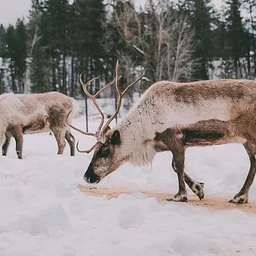 “Celebrate the Season” Reindeer Farm Experience
