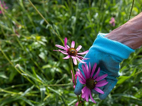 Early Season Garden Care