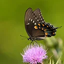 Native Butterflies Presentation