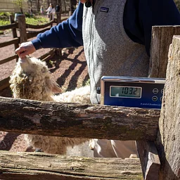 Greet the Sheep and Goats