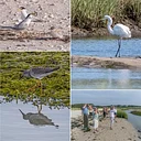 Red River Beach Birding Field Class