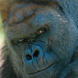 Gorilla Program