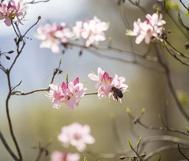 Ecology of the Native Azalea Collection Walk