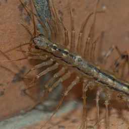 Bug Buddies: Household Bugs