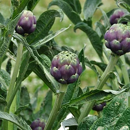 Edible History: Plants of the Mediterranean
