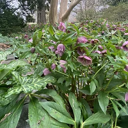 Poisonous Plants - Talk & TOur
