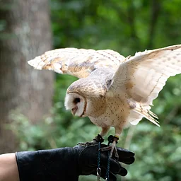 Owl Odyssey