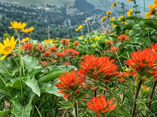 Mount Jumbo Wildflower Walk