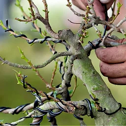 Rooted in Creativity – Discover the BONSAI CLUB