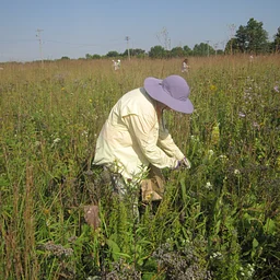 Prairie Rovers- Seed Collection at Bonnie's Prairie