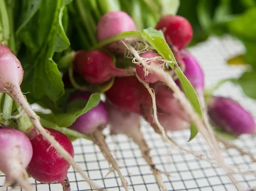 Cultivating Abundance: Growing Food from Everyday Grocery Produce