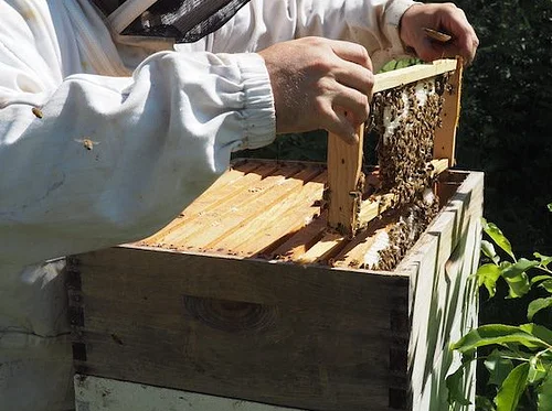 Meet the Bees (Members and Hive Sponsors Only)