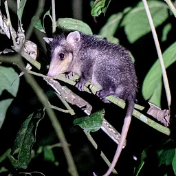 NEC Drop-in: Outstanding Opossums