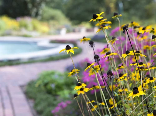 Transform Your Garden with Native Plants