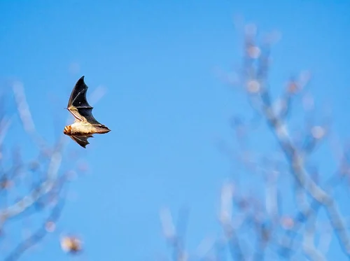 Nocturnal Navigators: Green-Wood Bat Walk