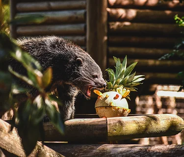 Breakfast with the Animals