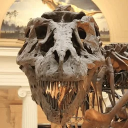 Van Trip to the Field Museum