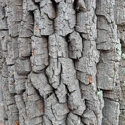 Winter Buds & Bark Tree ID