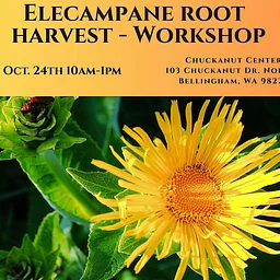 Meeting Elecampane: A Hands-On Harvest & Herbal Medicine Workshop
