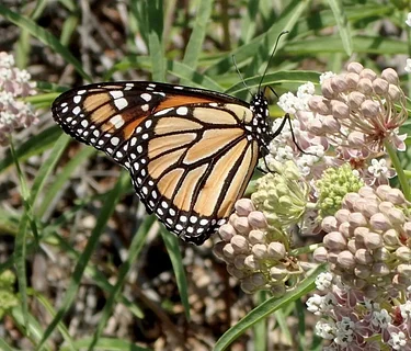 Monarchs and Milkweeds