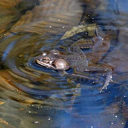 Create Your Own Wetland w/ Thomas Biebighauser