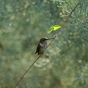 Take Home Hummingbird Garden
