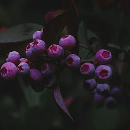 Library Talk: Gothic Gardens: Where Darkness Blooms