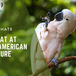 South American Adventure Bird Chat