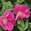 Ask a Horticulturist – Bradley Rosaceous Collection